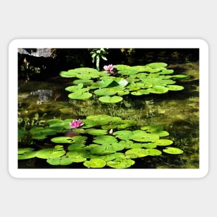 Lily Pads Sticker